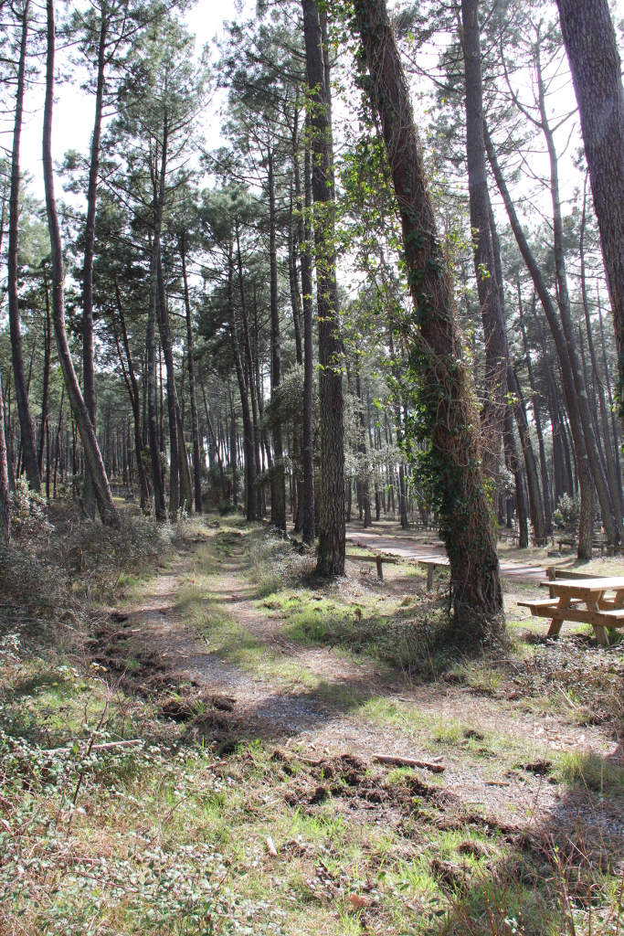 Parking dit de la forêt-V2