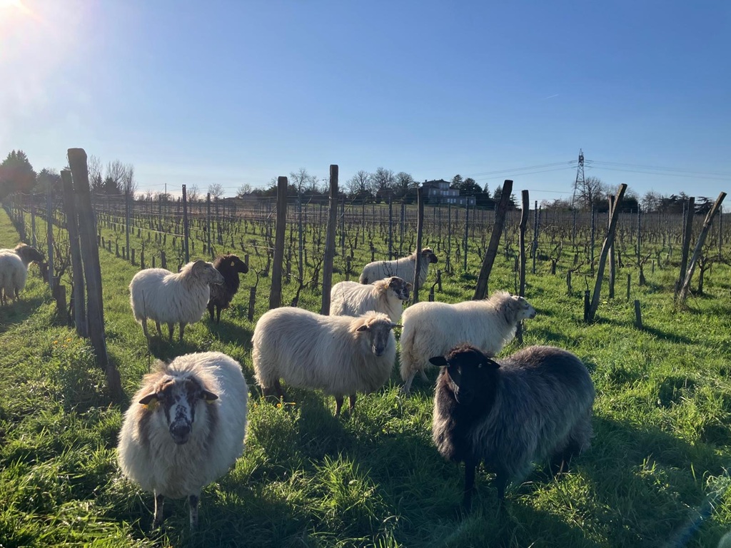 Château Chelivette moutons