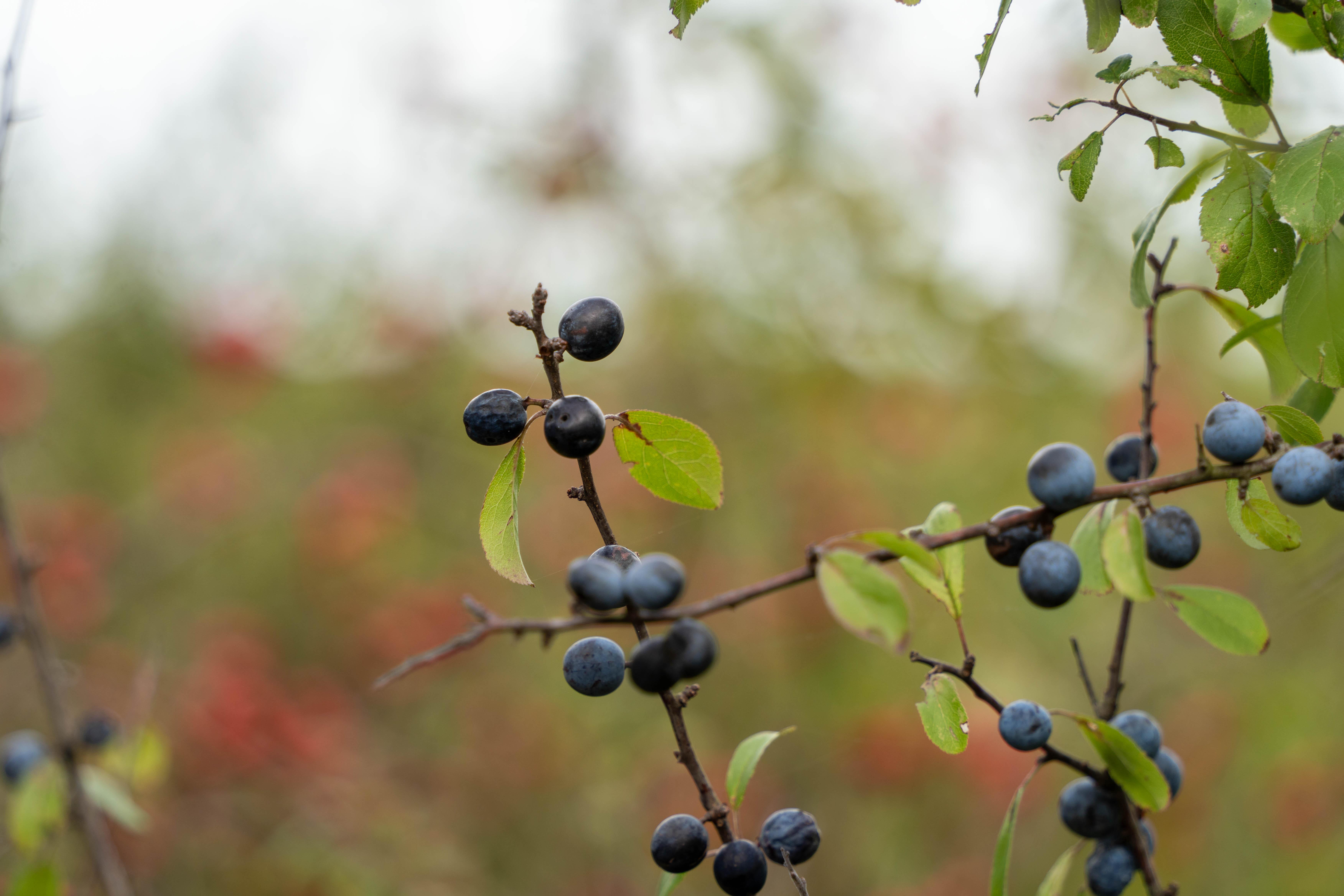 Exploration botanique : alliances cachées des plantes et des animaux