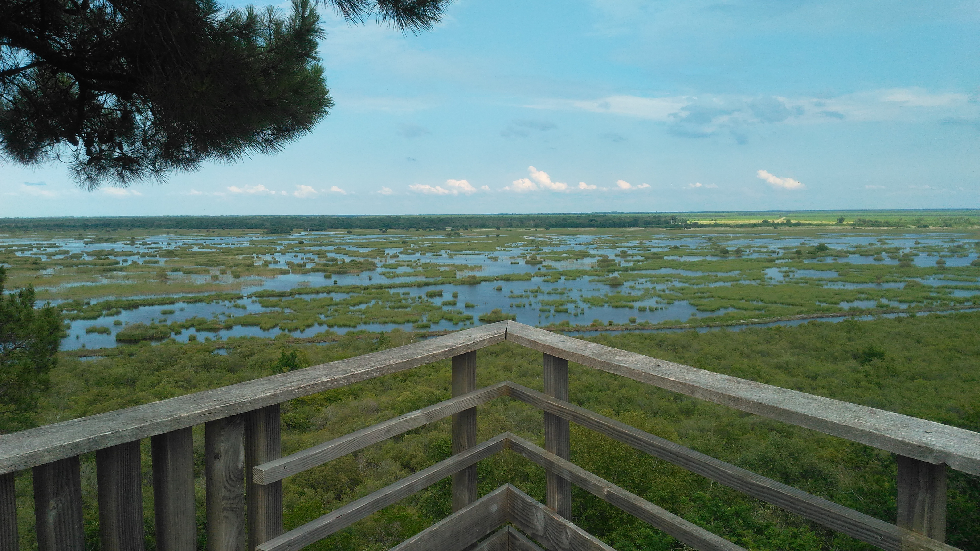 Réserve Naturelle Nationale De L étang De Cousseau Photos