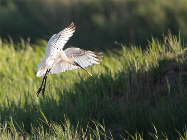Parc ornithologique "Terres d'Oiseaux"