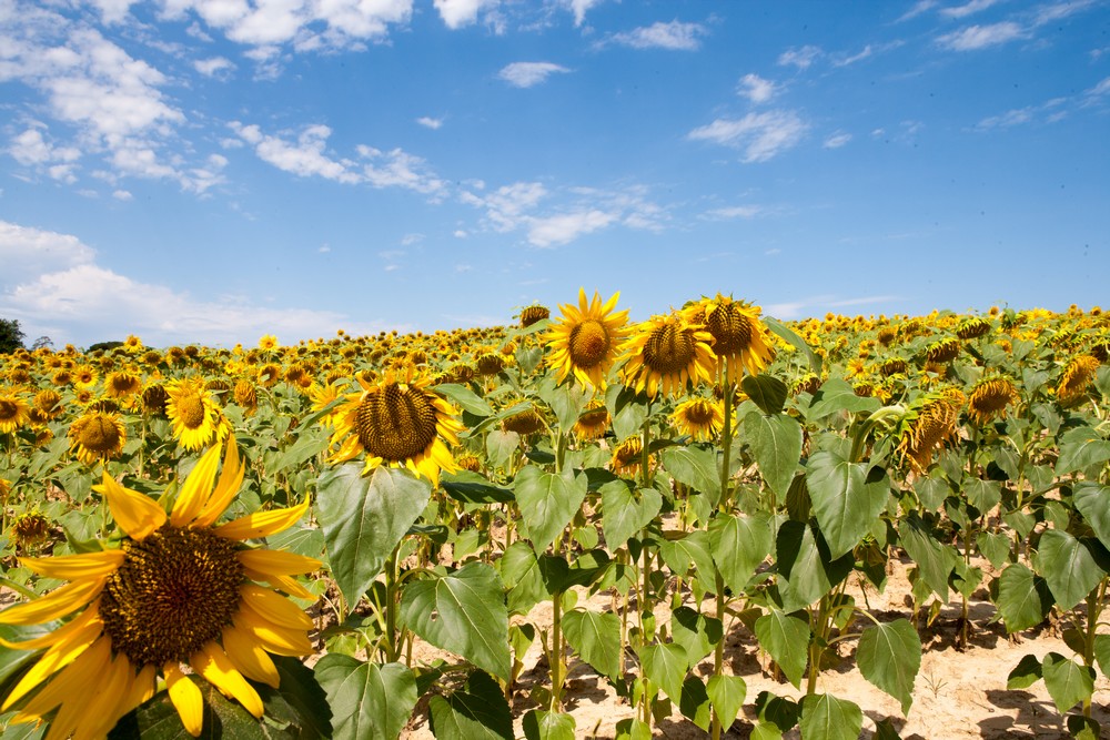 Tournesol 2