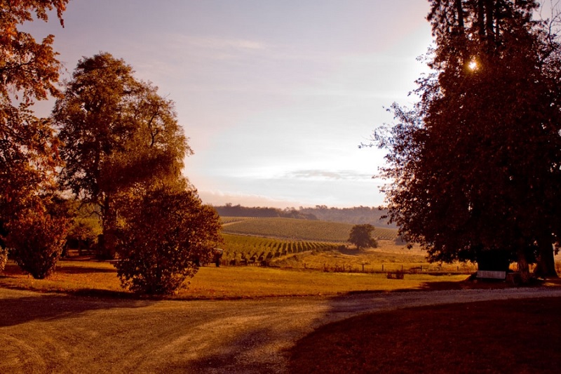 Vue-vignobles-Ste-Marie-3