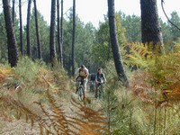 VTT en forêt
