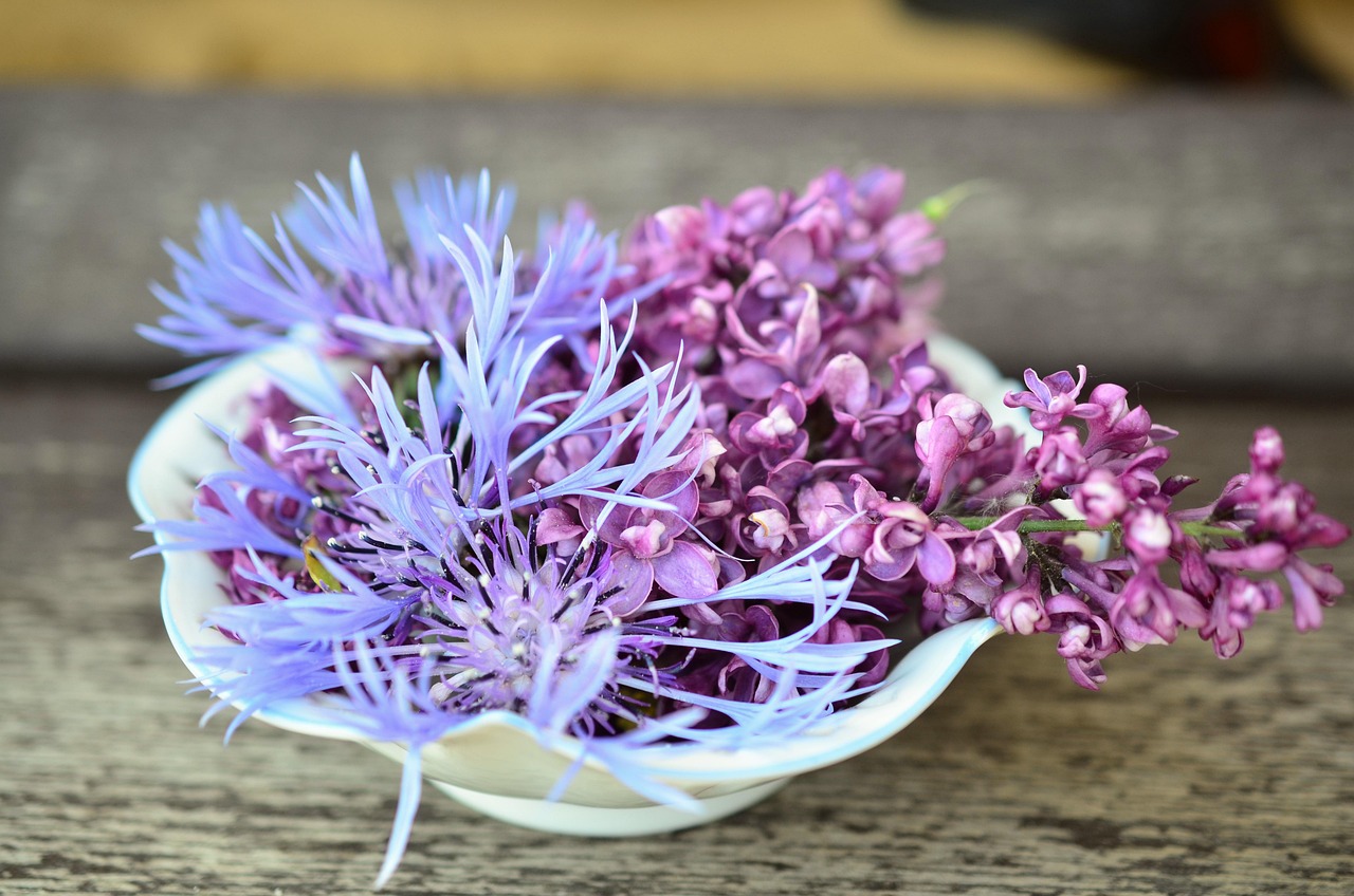 blossoms-765781_1280