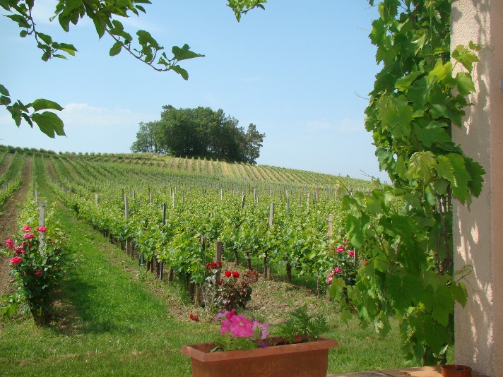 chateau-pinet-la-roquette-Blaye-cotes-Bordeaux-vigne-800x600