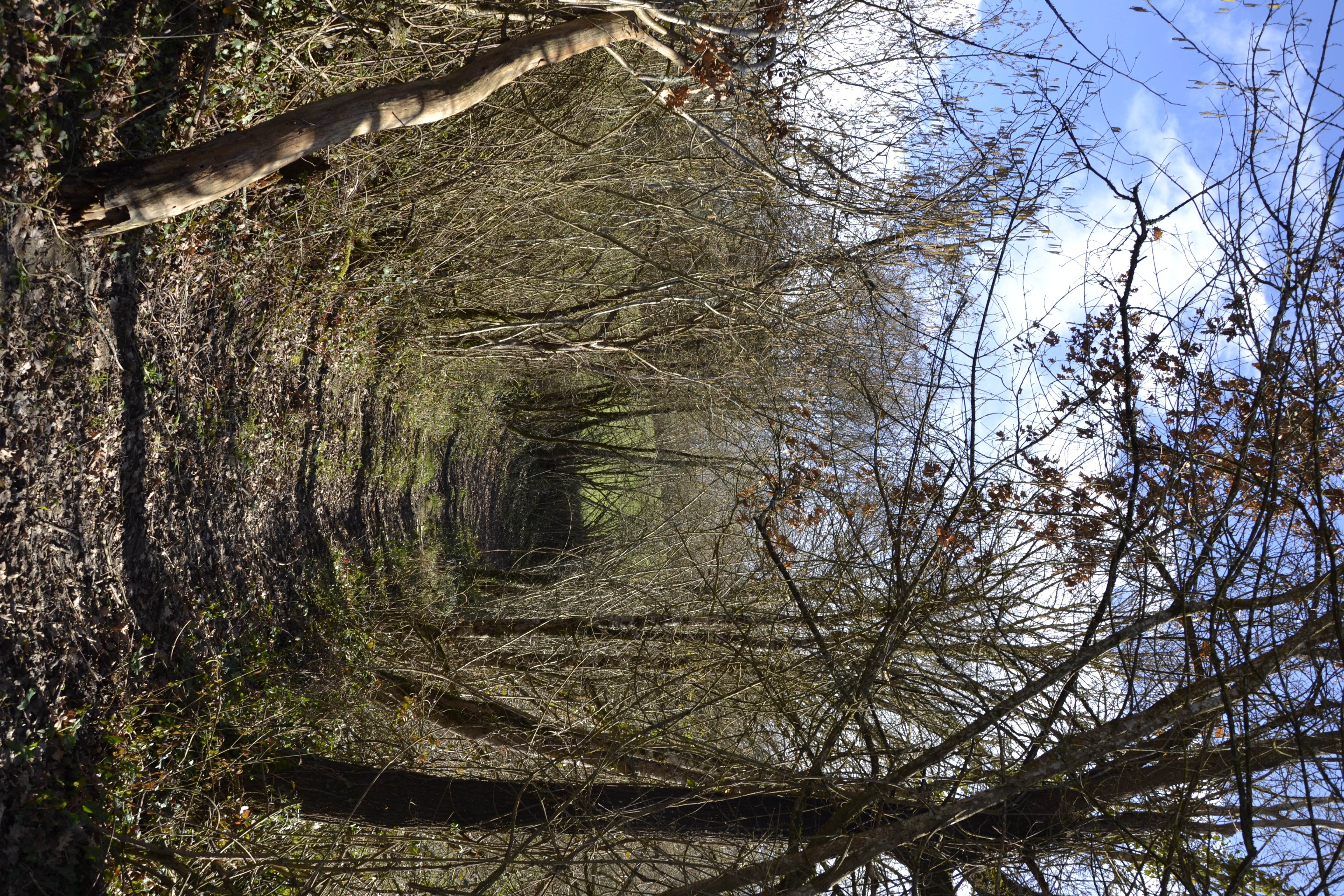 Forêt