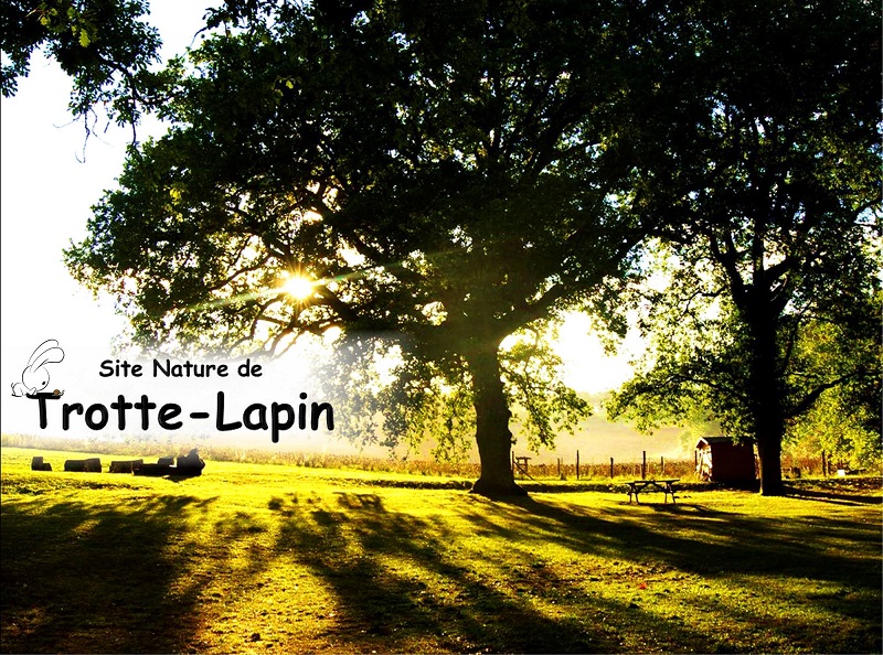 Trotte Lapin 