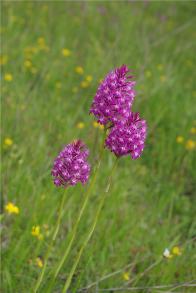 orchidées auros
