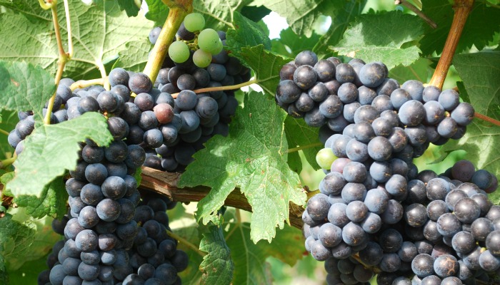 Les vignerons de Tutiac