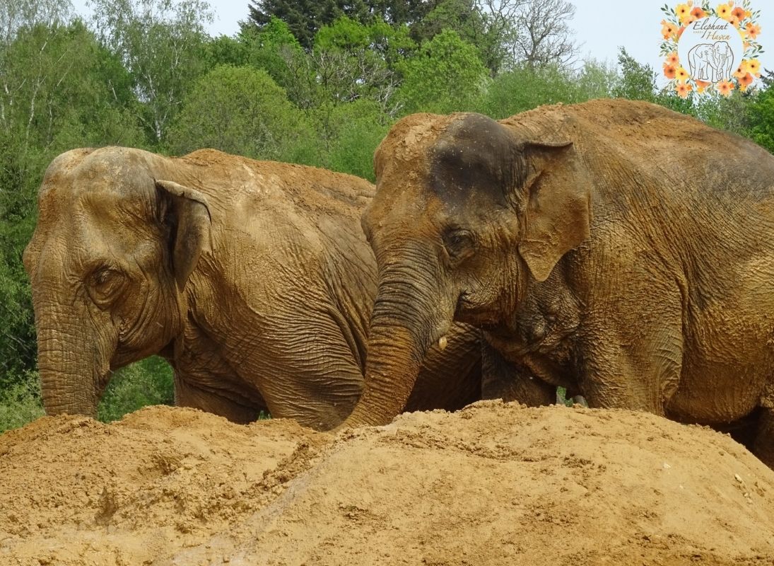 European Elephant Sanctuary - Bussière-Galant