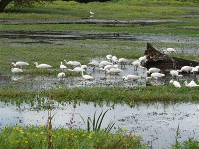 spatule blanche © Réserve naturelle des marais de Bruges
