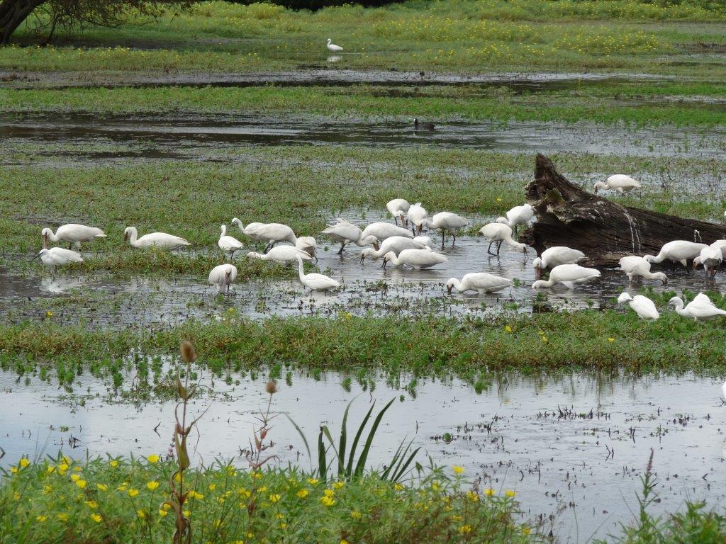Réserve naturelle nationale des Marais de Bruges