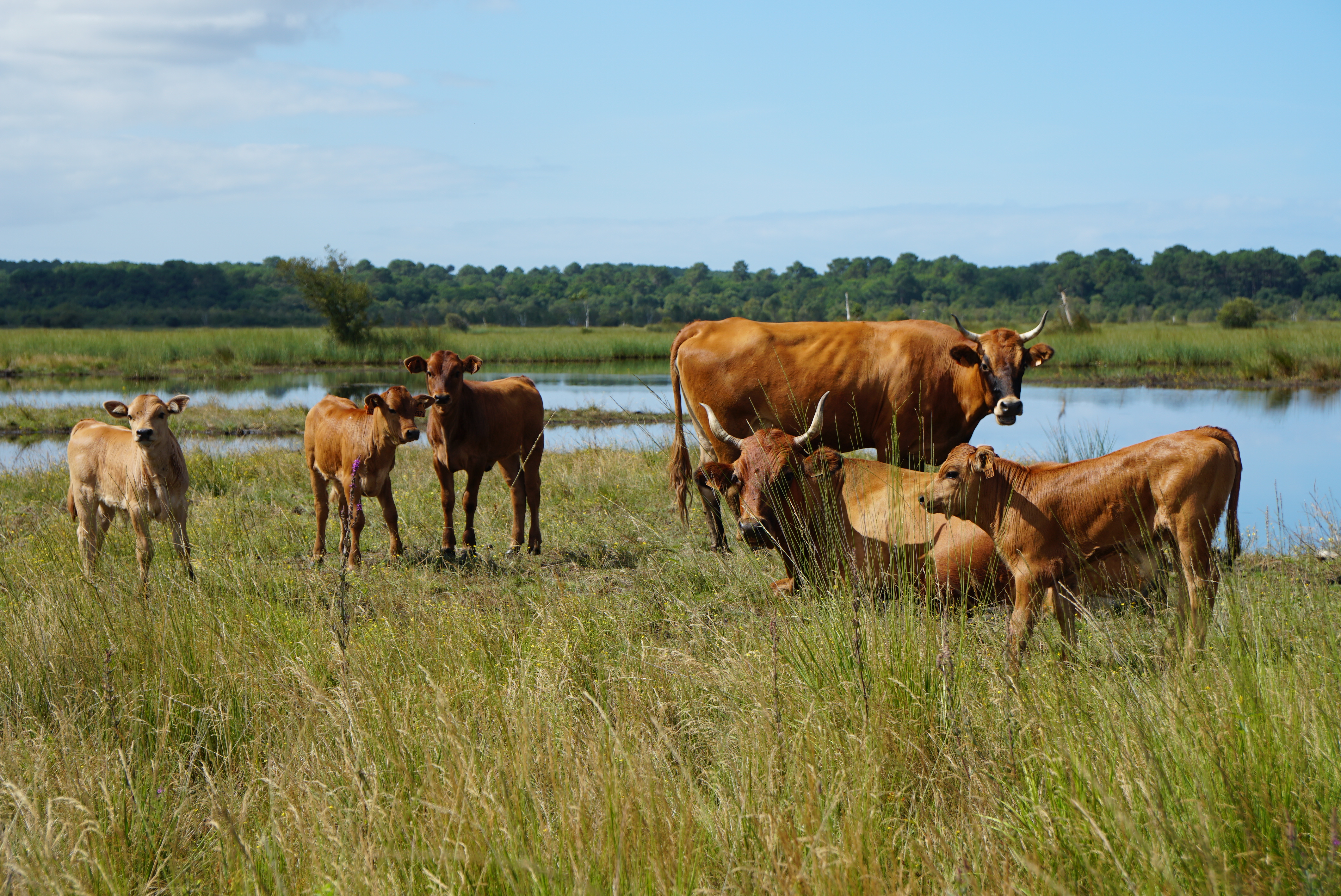 La vache Marine Landaise